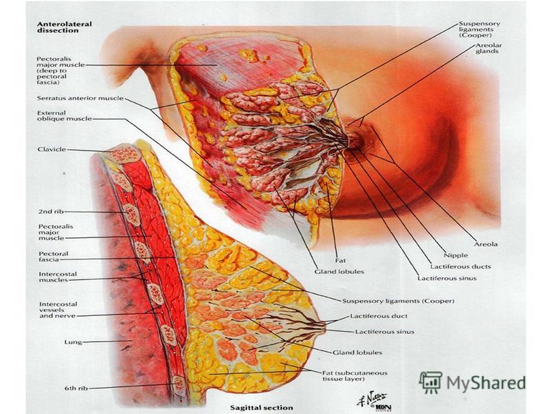Молочные железы женщины. Где находятся молочные железы. Строение молочной железы женщины анатомия. Где находится молочная железа у женщин. Строение молочной железы женщины картинка.