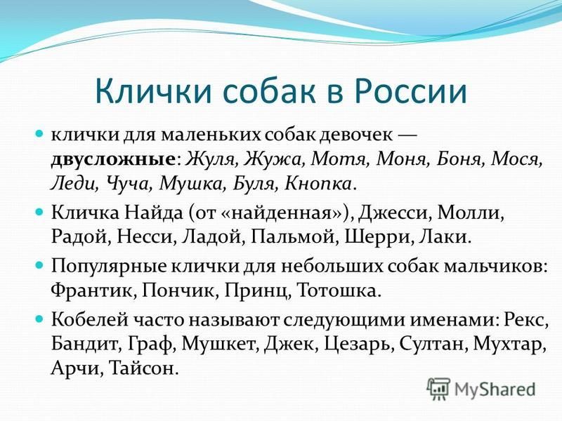 Клички для маленьких собак мальчиков