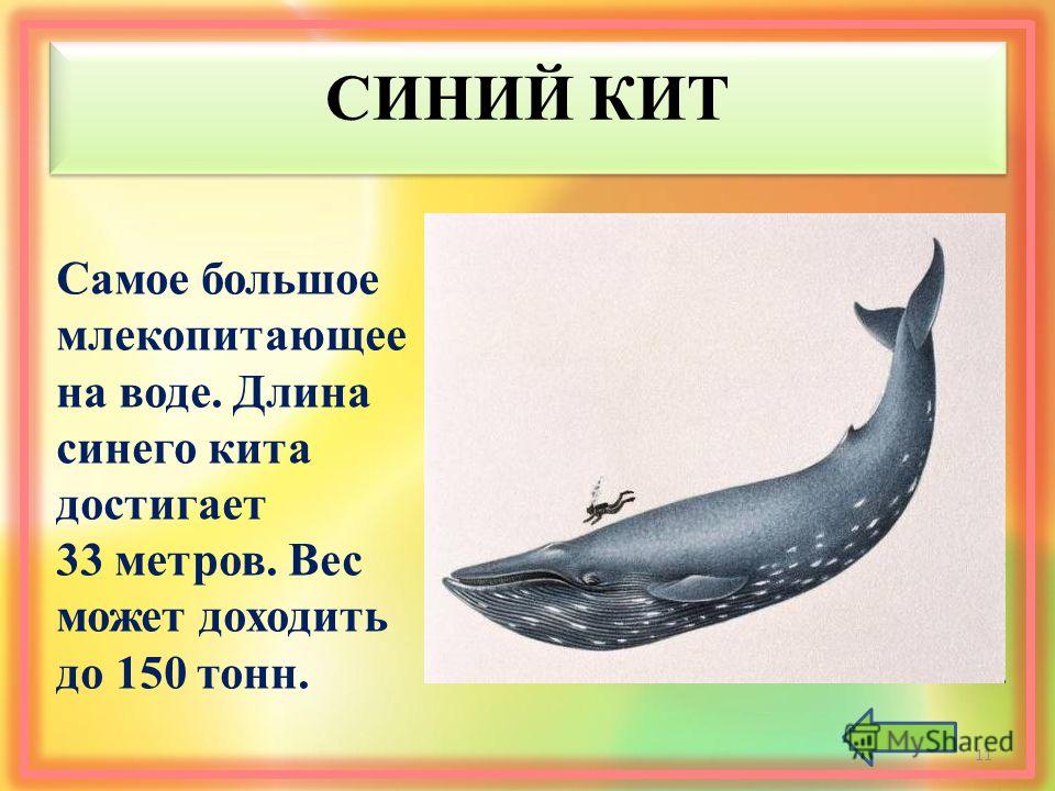 Кит весы. Сколько весит синий кит. Сколько Вест синий кит. Сколько весит синиекит. Синий кит длина.