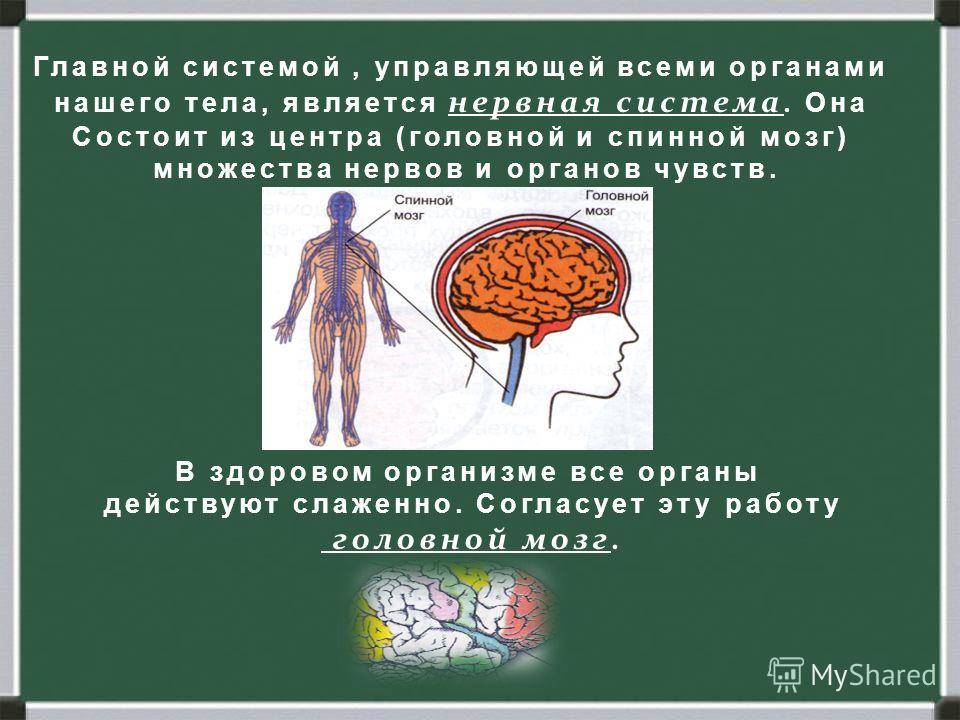 Нервная система органы чувств человека. Мозг система органов. Внутреннее строение тела человека мозг. Интересные факты о нервной системе и головном мозге.