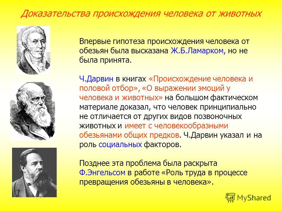 Презентация гипотезы происхождения человека биология 11 класс