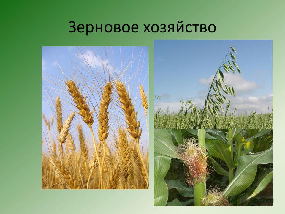 Фото зерновых культур с названиями