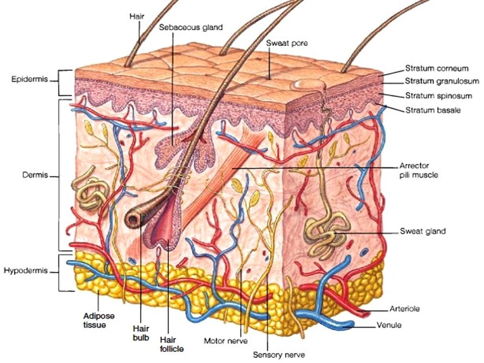 Кожная ткань человека. Эпидермис 5). Эпидермис и дермис. The structure of the epidermis.