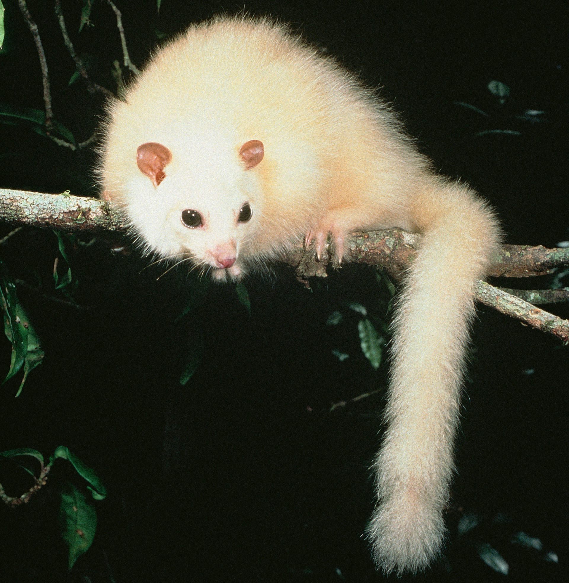В дикой природе мыши с альбинизмом