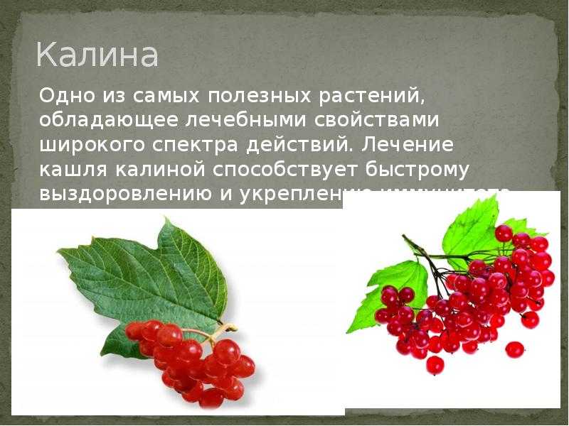 Веточки Калины Лечебные Свойства Фото