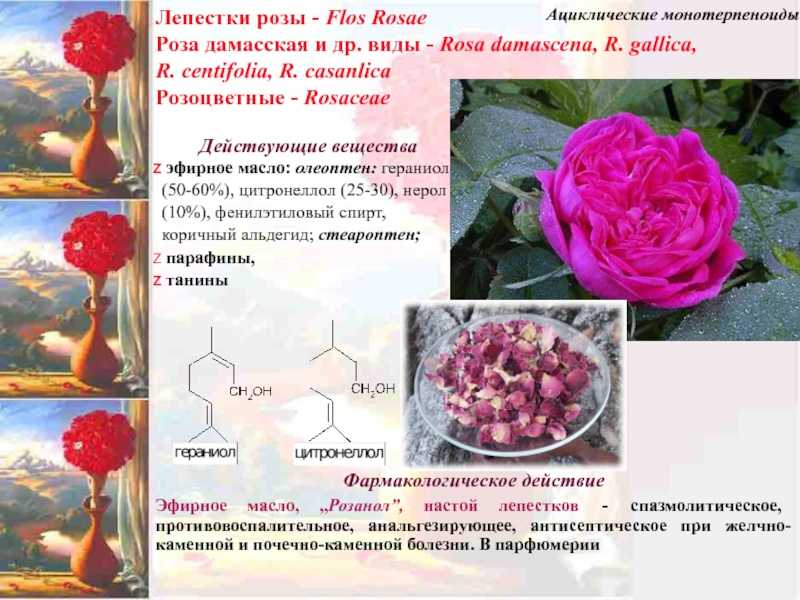 Составить розу. Лечебные свойства лепестков розы. Полезные свойства лепестков роз. Лечебные свойства розы. Роза и её полезные свойства.