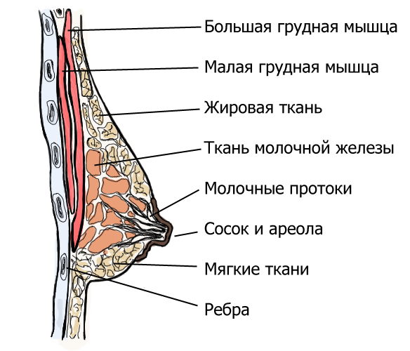 Строение женских молочных желез