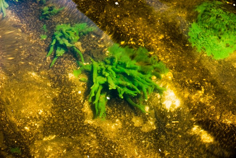 Бадяга животное. Бадяга водоросль Речная. Бадяга медуза. Бадяга Озерная. Бадяга фото в природе.