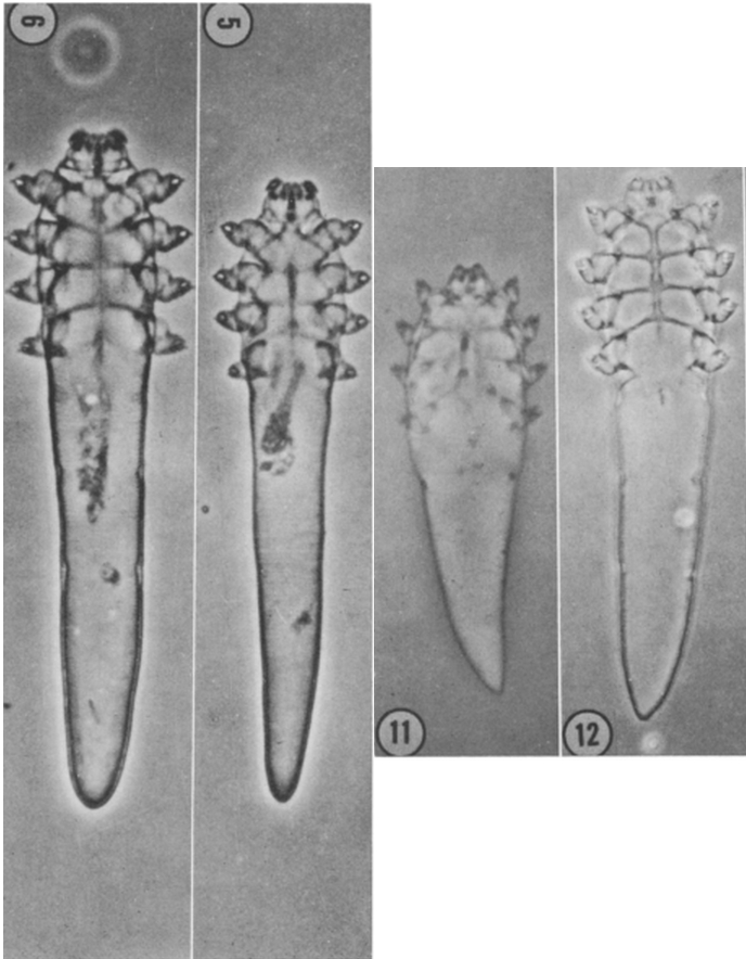 Demodex