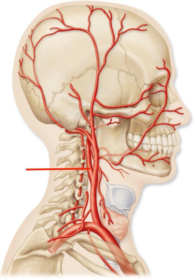 Где находится сонная артерия слева. Артерия Carotis communis. Средняя оболочечная артерия топография. Затылочная артерия анатомия. Сонная артерия анатомия.