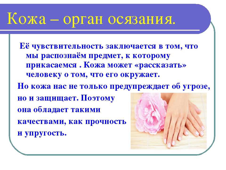 Осязание. Презентация на тему осязание. Доклад на тему осязание. Органы чувств осязание. Орган осязания 3 класс.