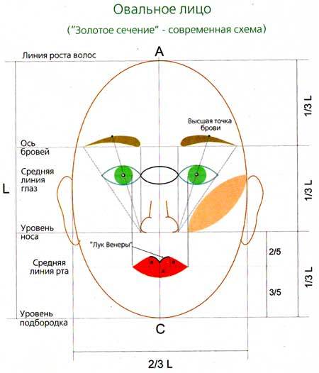 Золотое сечение лица схема