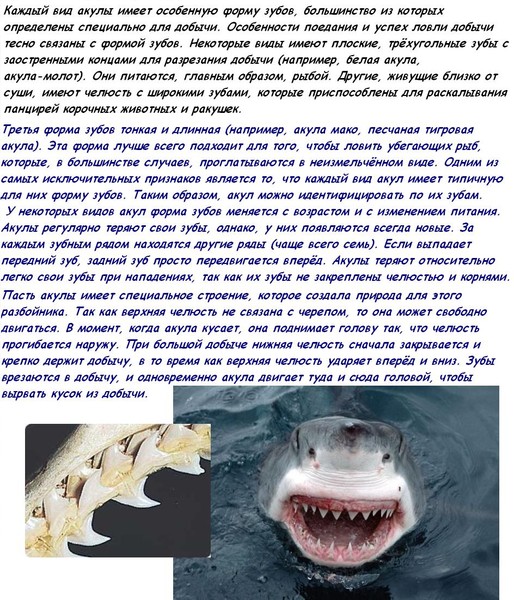 Зубы кошки и зубы акулы. Расположение зубов у акулы.