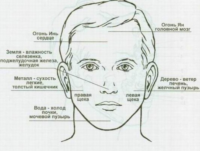 Части лица человека названия с фото