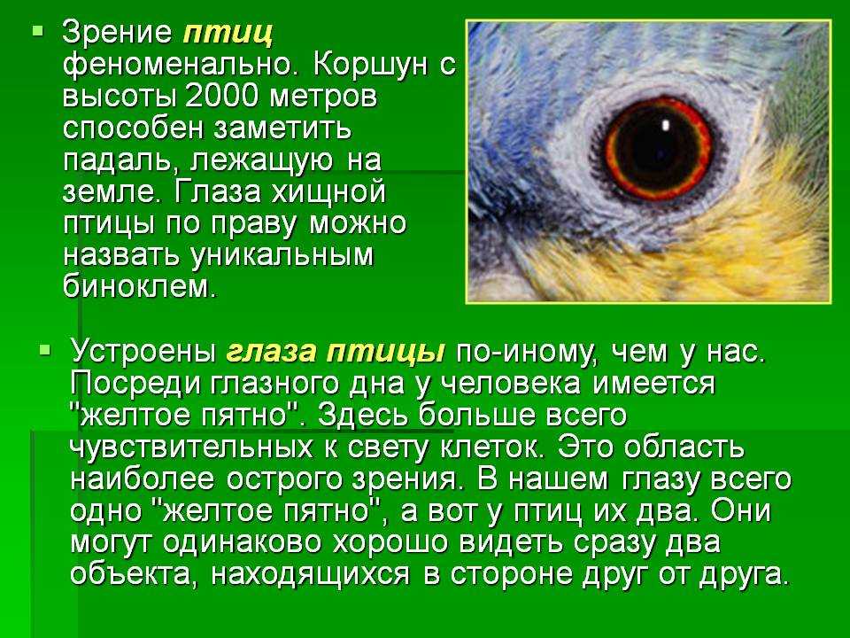 Глаза у птиц особенности