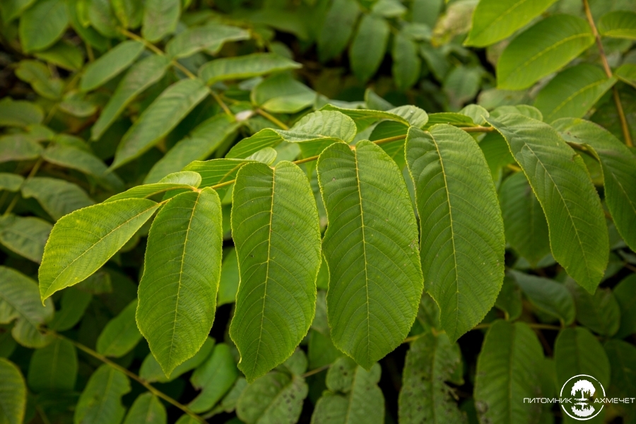 Лист ореха. Juglans mandshurica листья. Лист маньчжурского ореха. Орех маньчжурский листик. Маньчжурский орех веточка.