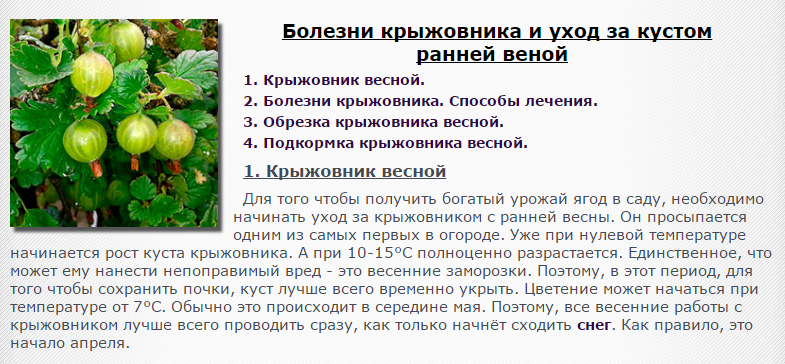 Парша на крыжовнике как бороться. Заболевания крыжовника. Болезни ягод крыжовника. Болезнь крыжовника в картинках. Болезни крыжовника описание с фотографиями.