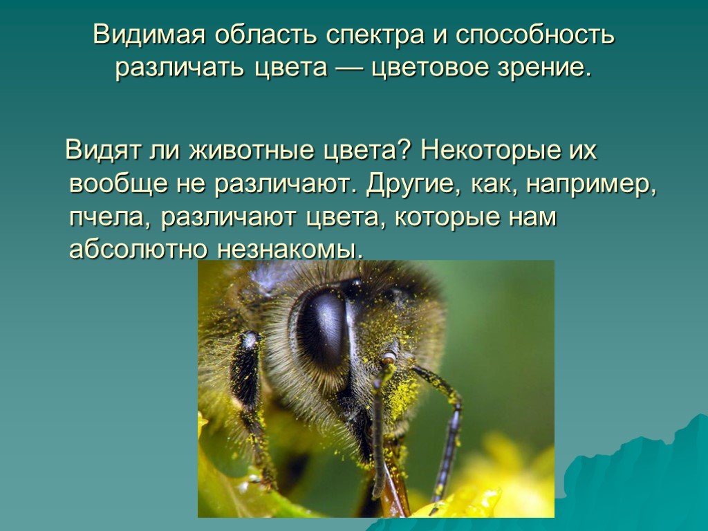 Видит класс. Цветовое зрение пчелы. Различают ли пчелы цвета. Какие животные различают цвета. Как видят пчелы цвета.