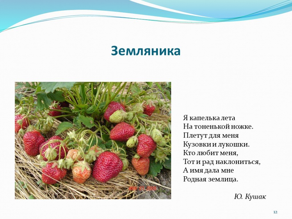 Описание земляники кратко. Стихи про землянику. Рассказ о клубнике. Описание клубники. Стихи про землянику короткие.