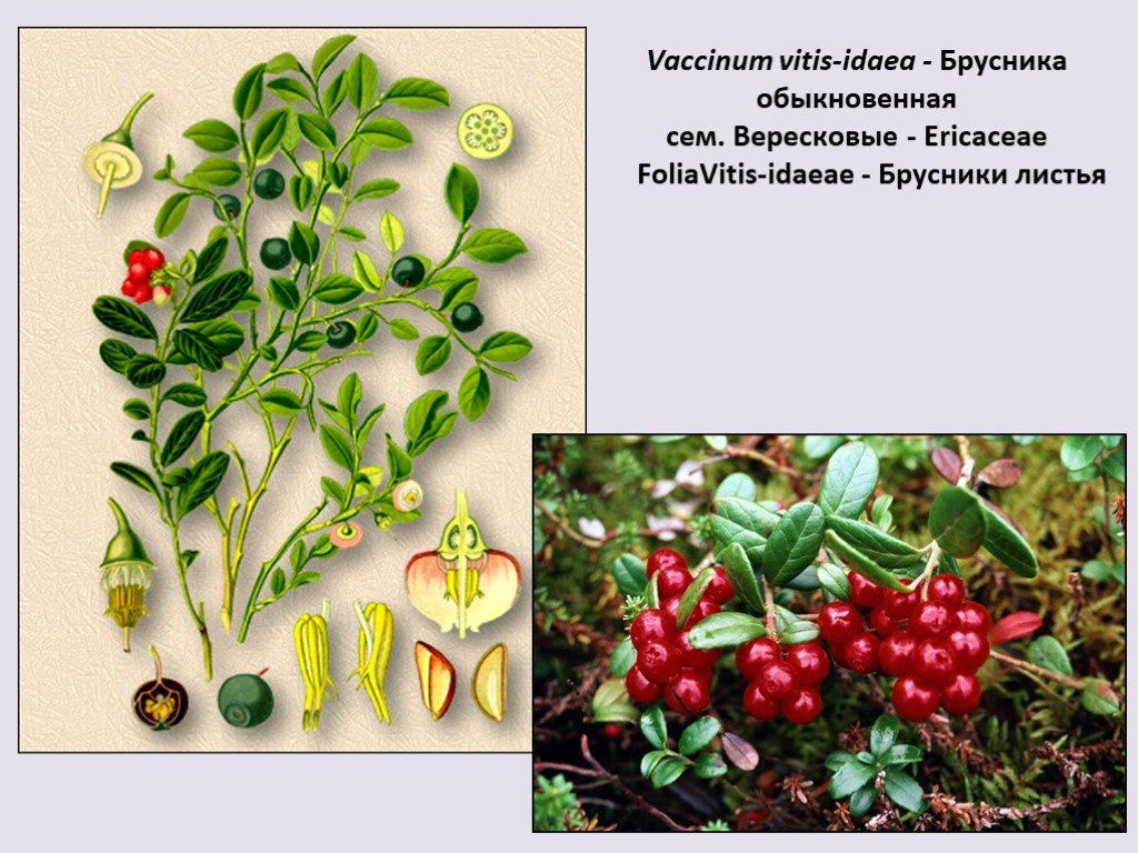 Лекарственное сырье брусника. Брусника (Vaccinium Vitis idaea l.). Листья брусники Фармакогнозия. Брусника обыкновенная кустарничек. Толокнянка ЛРС.