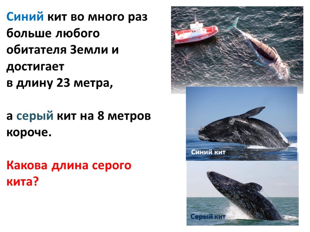 Масса синего кита достигает. Синий кит длина. Синий кит в метрах. Сколько метров синий кит. Синий кит вес.