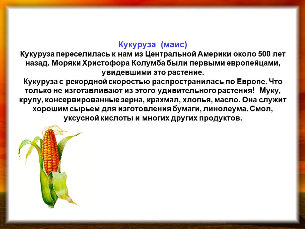 Растение пришедшее из дальних стран. Кукуруза культурное растение доклад 2 класс окружающий мир. Сообщение о кукурузе. Рассказ о кукурузе. Сообщение о культурном растении кукуруза.