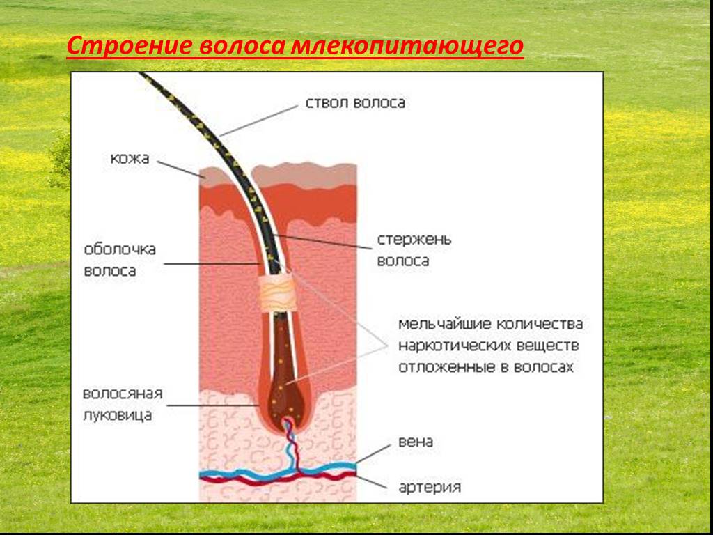 Волосяной