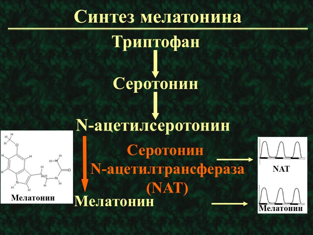 Синтез мелатонина