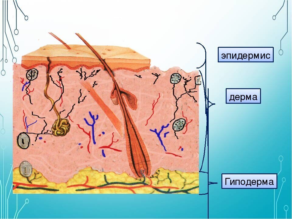 Дерма на рисунке