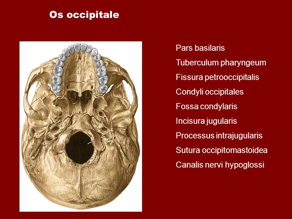 Fossa перевод с латинского. Canalis condylaris на черепе. Canalis hypoglossi на черепе. Canalis nervi hypoglossi анатомия. Fossa jugularis на черепе.