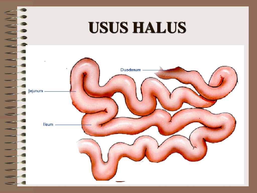 Usus magister est. 306х to usus. Usus book.