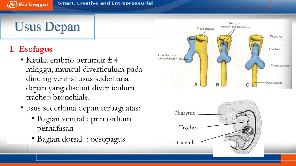 Usus magister est