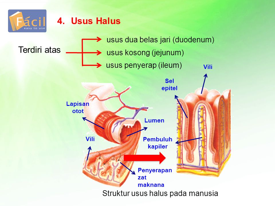 Usus magister est