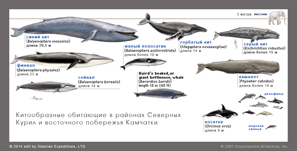 Какой тип питания характерен для финвала изображенного на рисунке