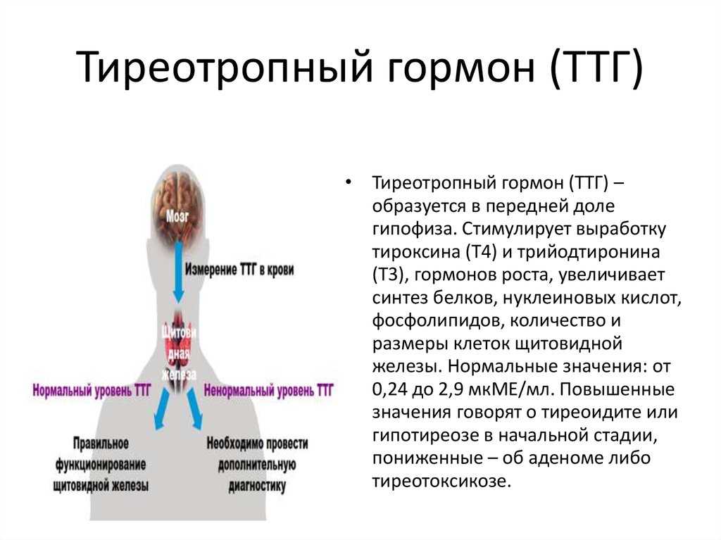 Ттг тиреотропин. ТТГ по химическому строению. Тиреотропный гормон. Тиреотропный гормон (ТТГ) синтезируется в. Гормоны влияющие на волосы у женщин.