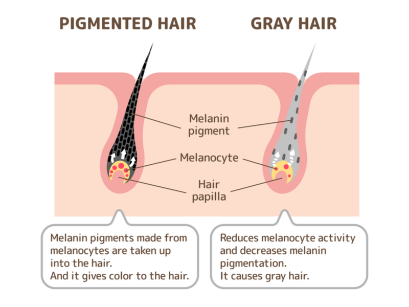 Меланин пигмент волос. Структура Седого волоса и обычного. Структура волоса. Строение Седого волоса. Структура Седого волоса человека.