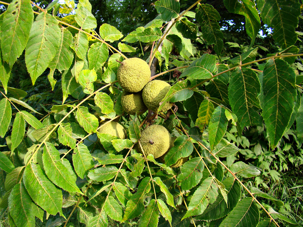 Черный орех. Juglans nigra l.. Орех чёрный Juglans nigra дерево. Juglans cinerea (волошский орех). Juglans Australis Griseb орех Южный.