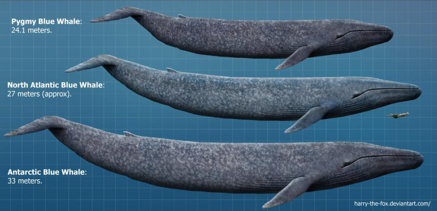 Сколько кит размер. Голубой кит Balaenoptera musculus. Синий кит (длина 33 м). Размер кита. Синий кит в сравнении.
