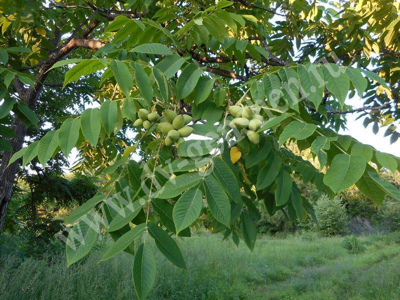 Маньчжурский орех. Орех маньчжурский(Juglans mandshurica Maxim). Маньчжурский орех в Приморье. Орех маньчжурский (Juglans mandshurica) кора. Приморский маньчжурский орех.