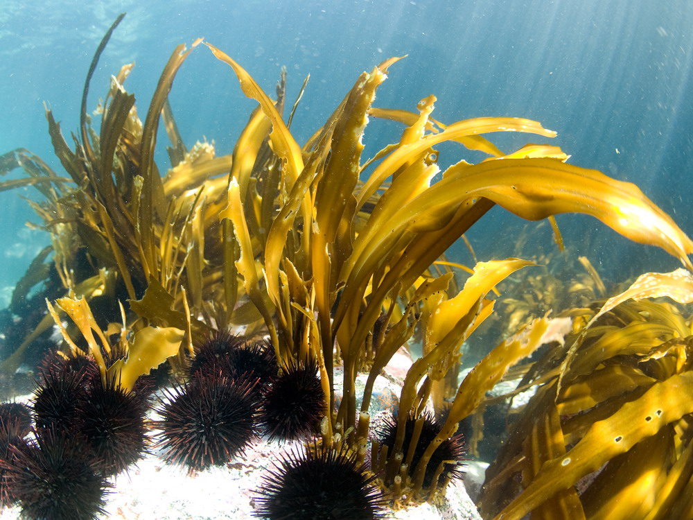 Морские бурые водоросли фото