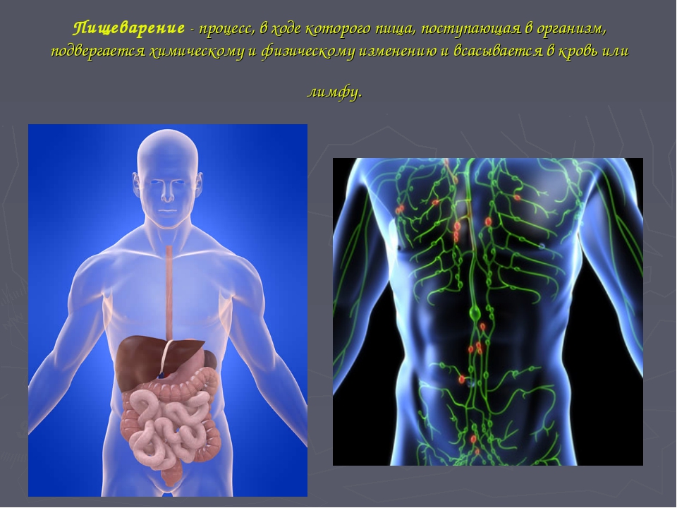 Физические процессы в организме. Процесс пищеварения. Физико химические процессы в организме. Физические процессы в человеческом организме. Процесс переваривания пищи.