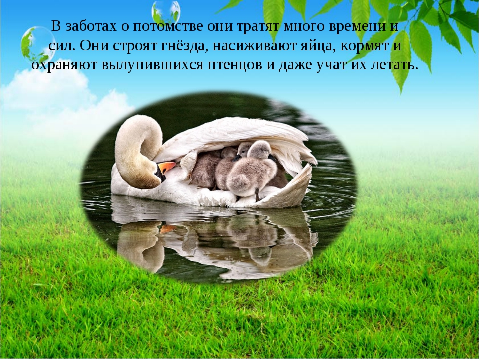 Заботиться о потомстве. Животные заботятся о потомстве. Забота питомцев о потомстве. Животные которые не заботятся о потомстве. Забота животных о детенышах.