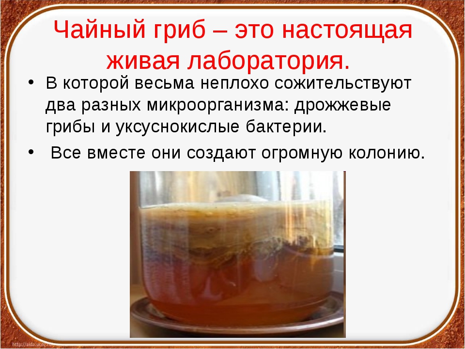 Чайный гриб приготовление в домашних