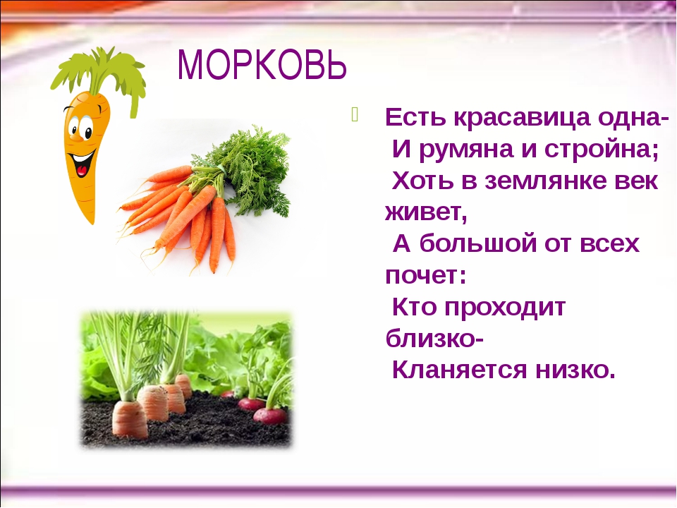 Рассказ об овощной культуре морковь