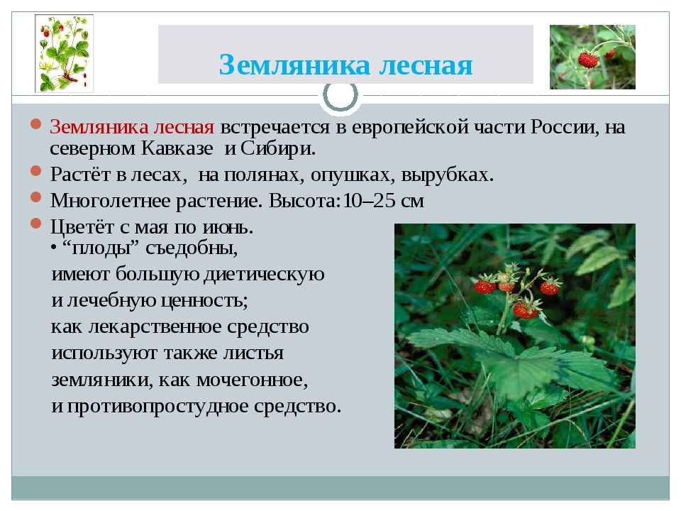 Земляника проект. Земляника Лесная паспорт растения. Паспорт земляники Лесной. Дикорастущие растения земляника. Земляника описание растения.