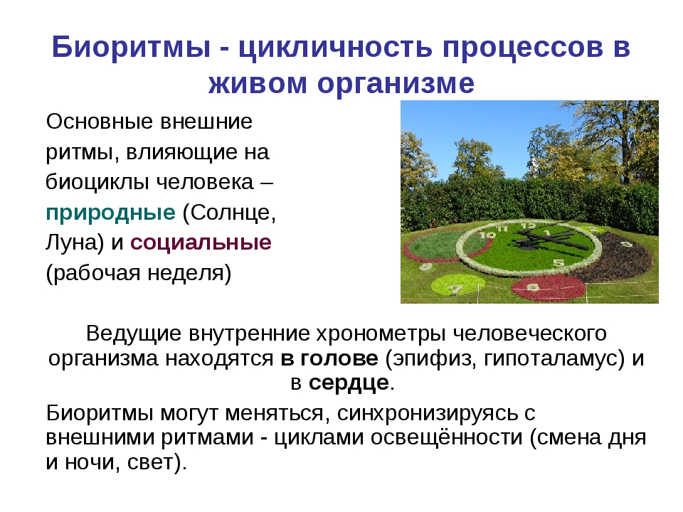 Биоритм кольчугино сайт. Цикличность процессов в живом организме – это. Биоритмы. Биоритмы презентация. Основные внешние ритмы влияющие на биоциклы человека.