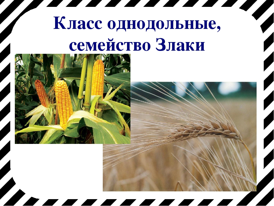 Пшеница это однодольное или двудольное. Однодольные семейство злаковые. Семейство однодольных растений злаковые. Однодонные растения кукуруза. Класс Однодольные семейство злаковые.