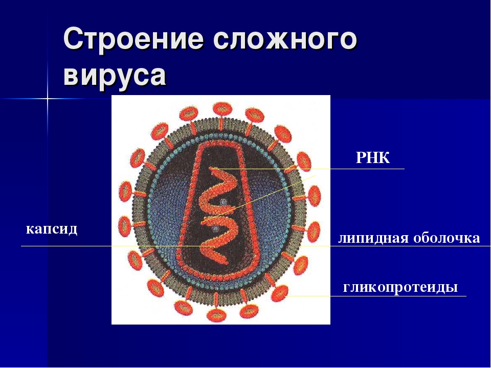 4 строение вирусов. РНК содержащие вирусы строение. Строение вируса РНК капсид. Строение вируса оболочка капсид. Строение РНК вируса вируса.