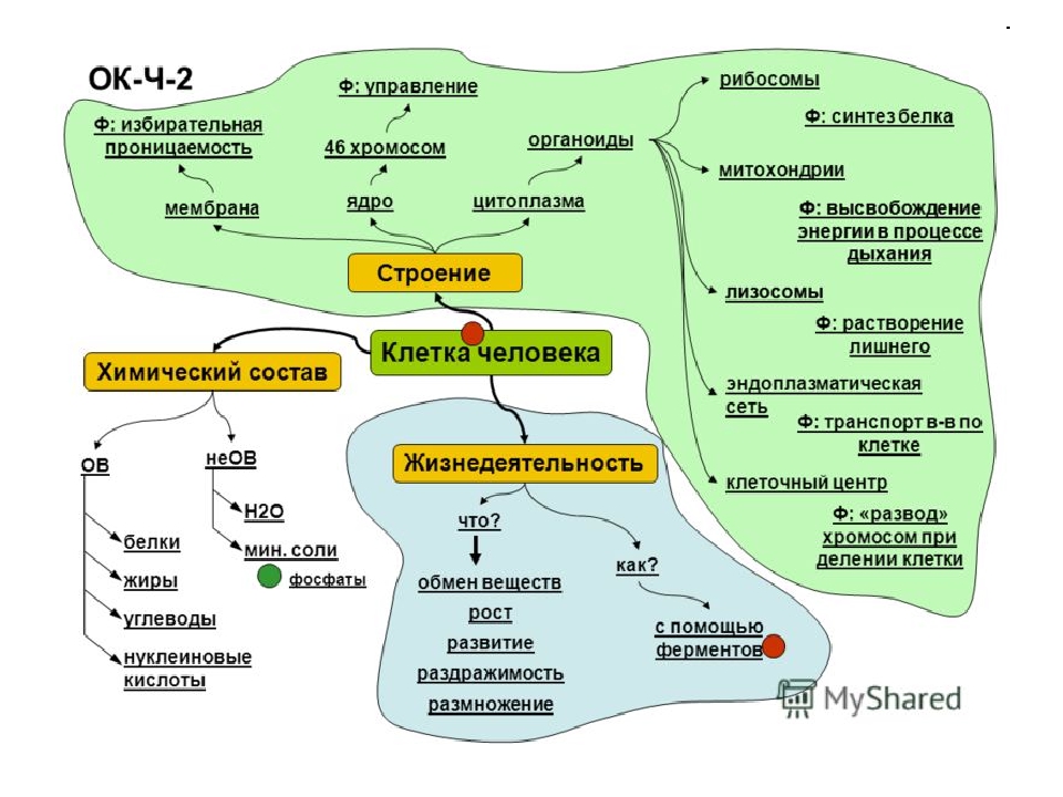 Биология 10 класс энергетический. Опорный конспект по биологии 5 класс строение клетки. Опорный конспект по теме строение клетки биология 5 класс. Интеллект карта строение клетки. Интеллект карта химический состав клетки.