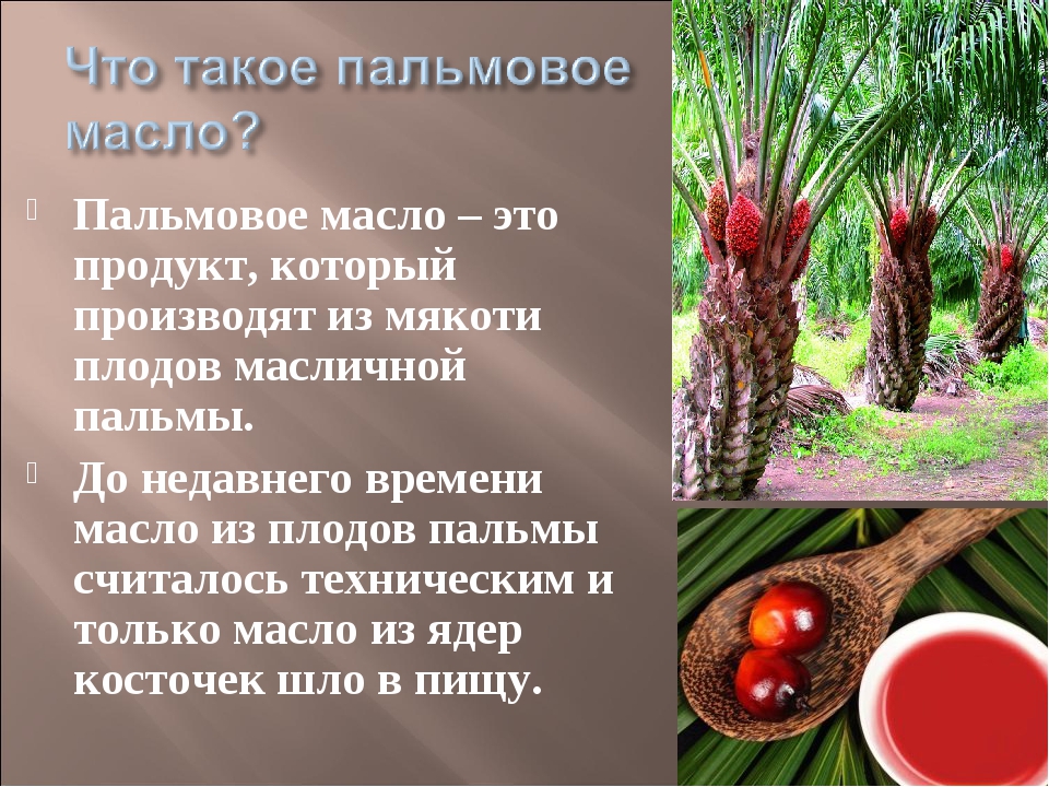 Чем опасно пальмовое. Пальмовое масло. Масличная Пальма России. Пальмовое масло вредно. Пальмовое масло из плодов.